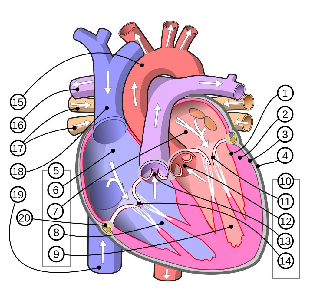 heart